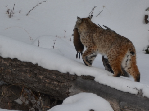 yellowstone bobcat